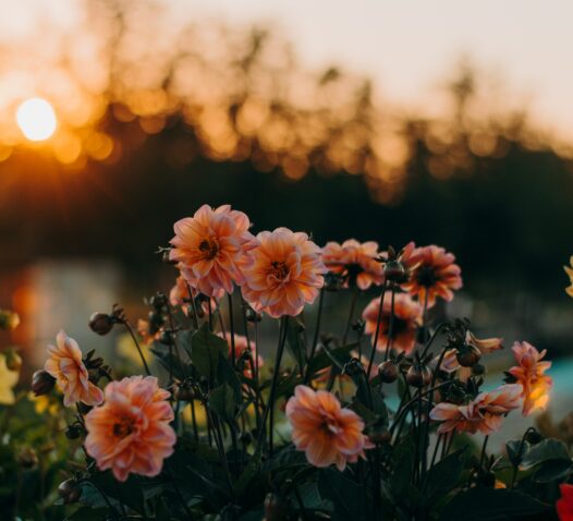 Rosa blommor blommar i en trädgård under en solnedgång.